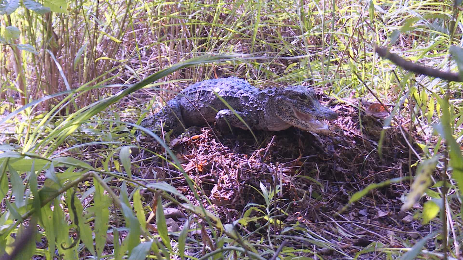 60f54de1bb8df.jpg 60f54de1bb8df.jpg