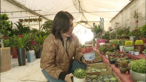 天气持续回暖 苗木销售“升温”