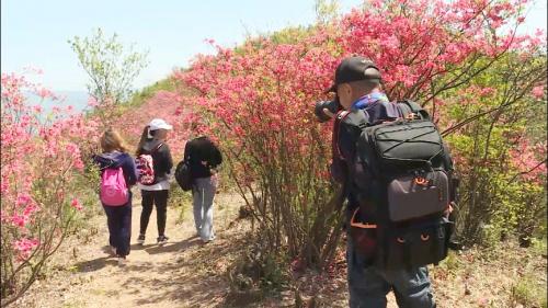 杨滩镇：“花海”经济助力乡村振兴