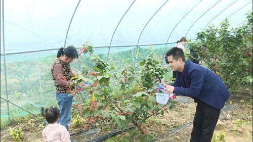 “水果经济”激发乡村振兴活力