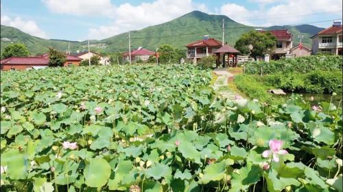 合兴：两花“好风景”换来乡村“好前景”