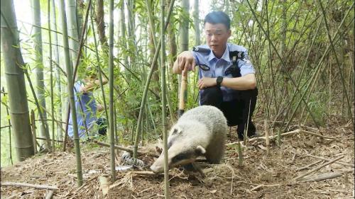 警民联手救助野生猪獾