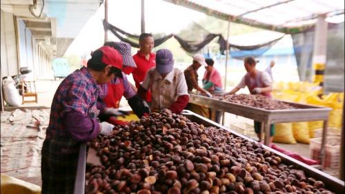 凤桥：万亩板栗迎来丰收