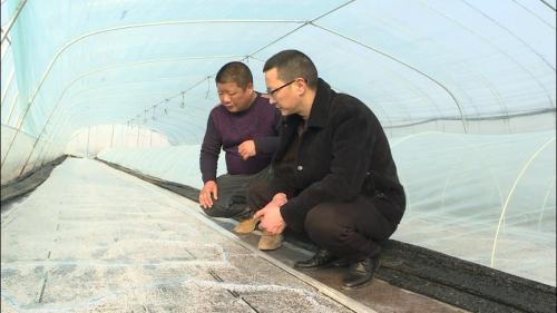 寒潮来袭 农技人员一线指导农作物防寒保温