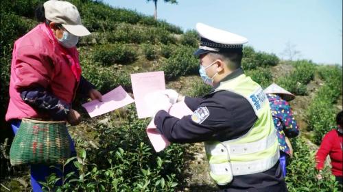 又到一年采茶季　交通安全须谨记
