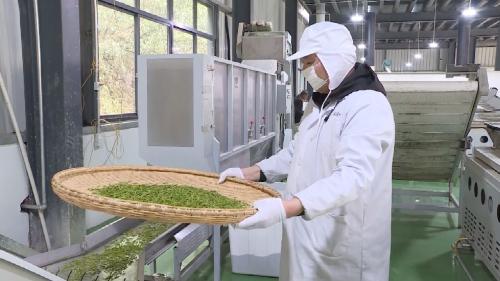 五合村：绘就茶旅融合新画卷