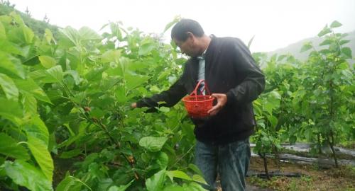 四合乡：观光采摘踏春光 村民致富产业旺