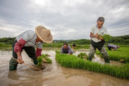 芒种已至 耕种正忙