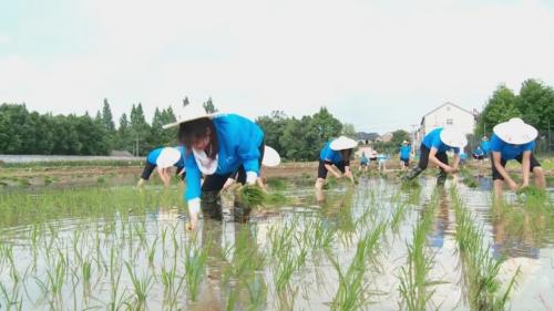 党员下田间 助农践初心