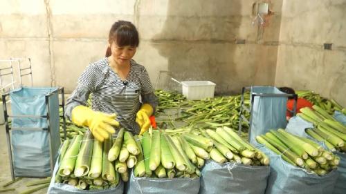 柏垫镇：“茭”出一份幸福答卷