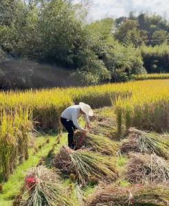 四合乡：金秋十月农事忙 趣味割稻庆丰收