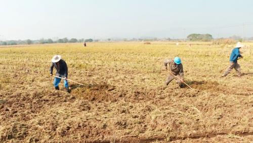 广德：秋种正当时 守好“粮”袋子