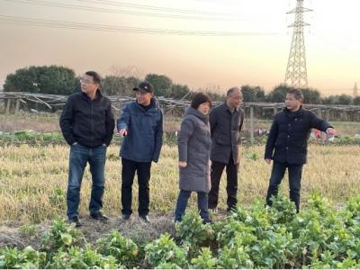 省农技总站来我市开展油菜绿色高质高效行动调研