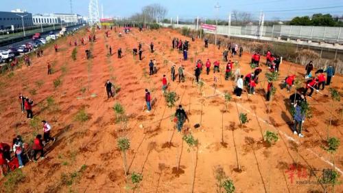 我市开展集中义务植树活动
