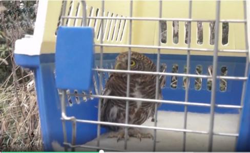 回家！两只野生鸟类被放归大自然