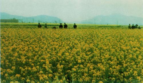 油菜丰收在望