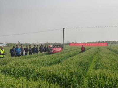 广德市2023年小麦赤霉病防控现场会召开